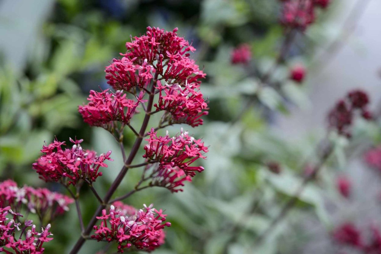 Кентрантус (валериана красная) роузенрот