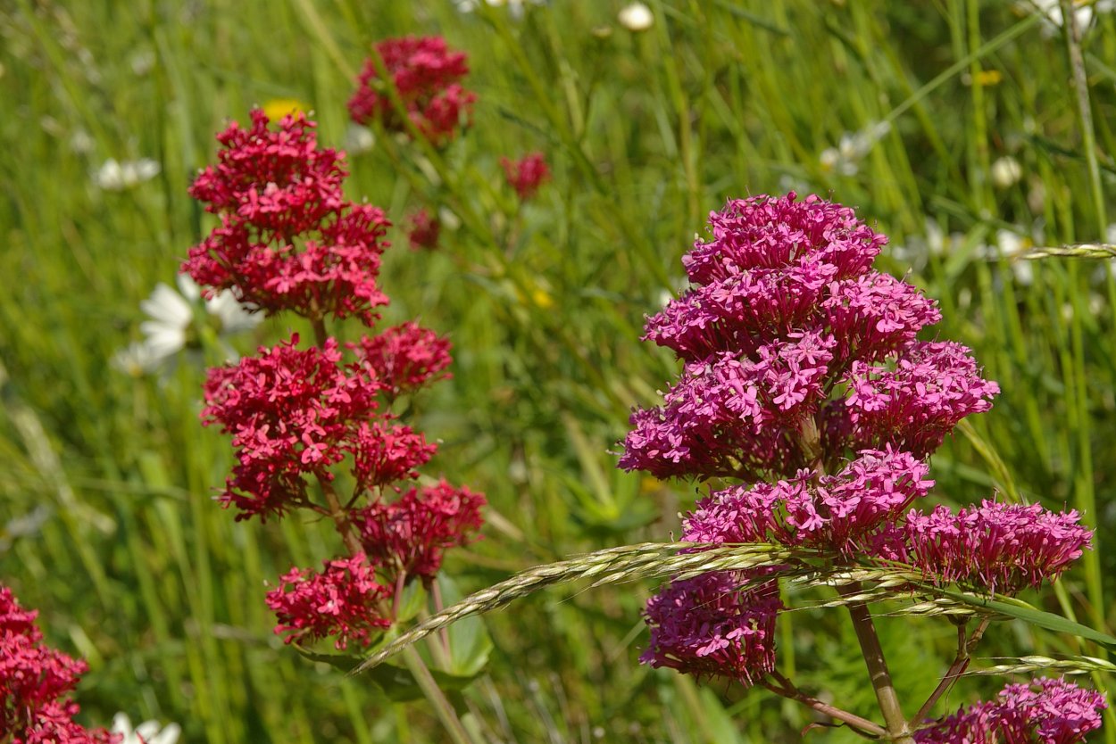 Валериана красная кентрантус