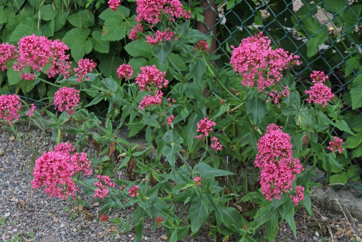 Кентрантус красный Альбус