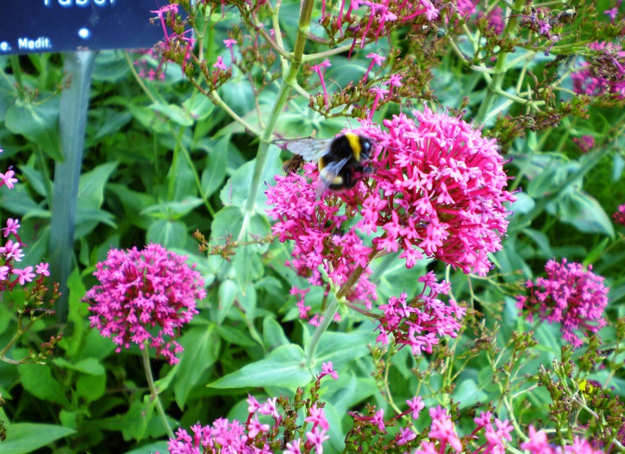 Кентрантус красный