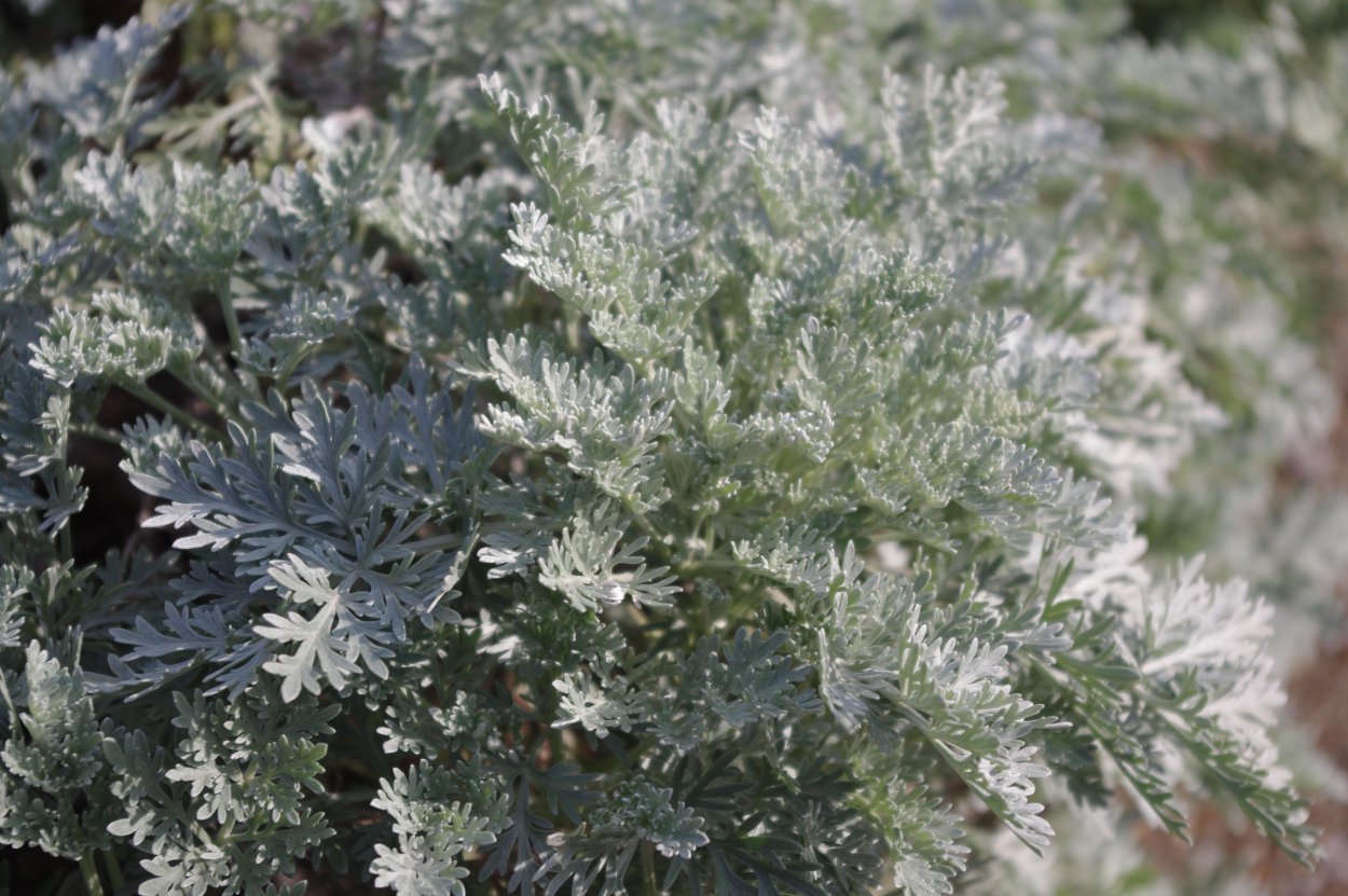 Полынь Вормвуд