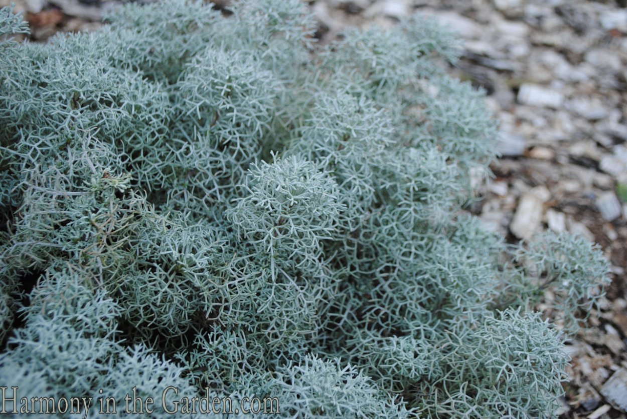 Полынь армянская &#96;canescens&#96;