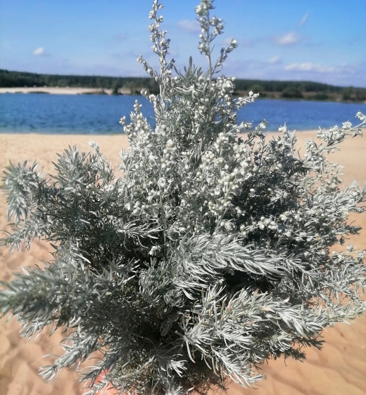Полынь Artemisia maritima