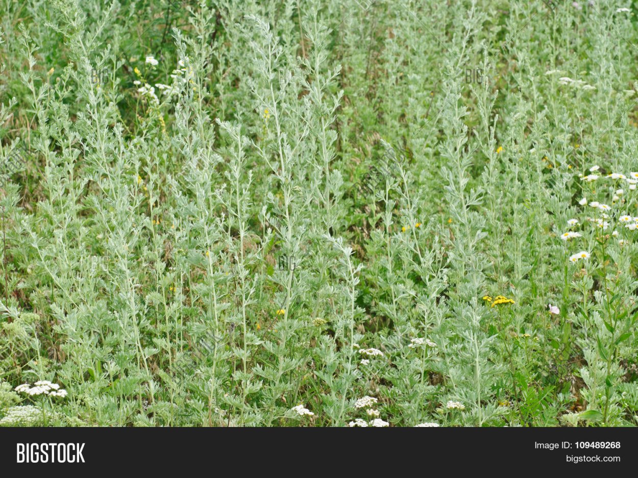 Полынь -- Полынь -- шалфей снов