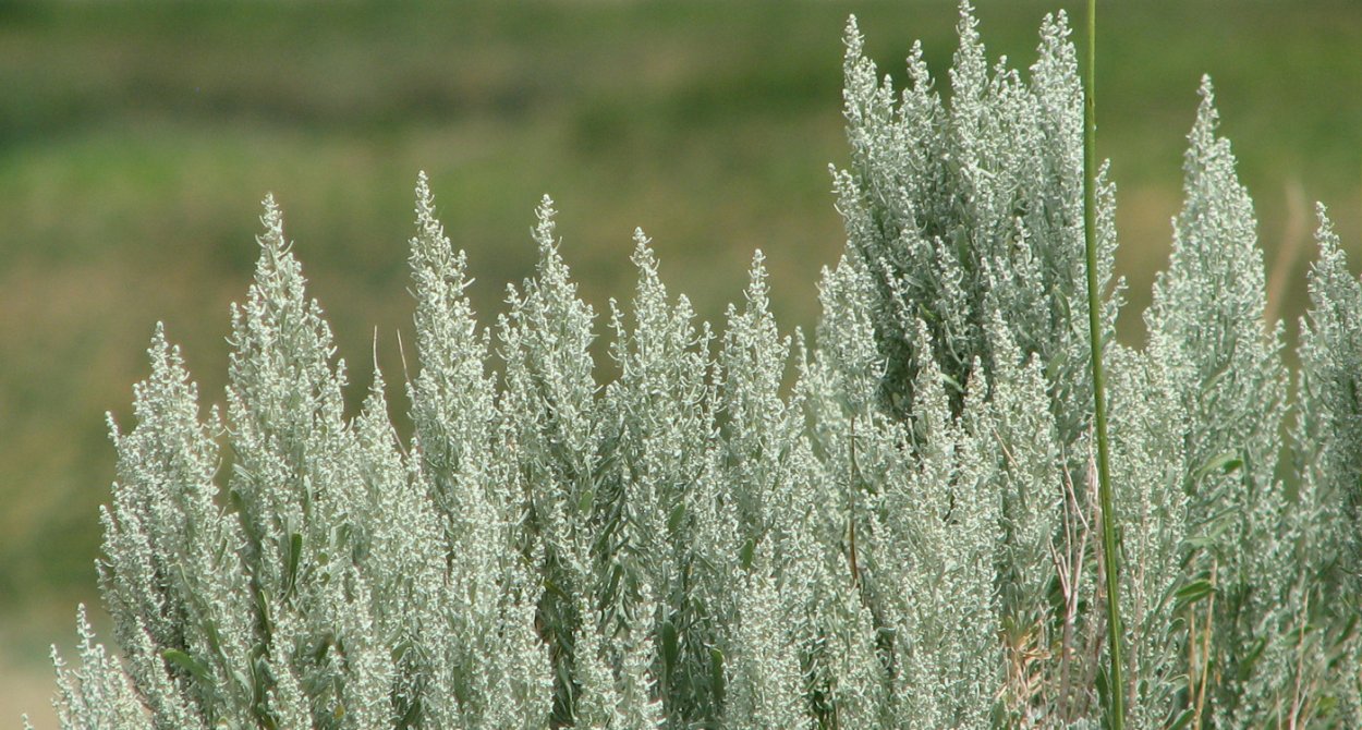 Полынь цитварная