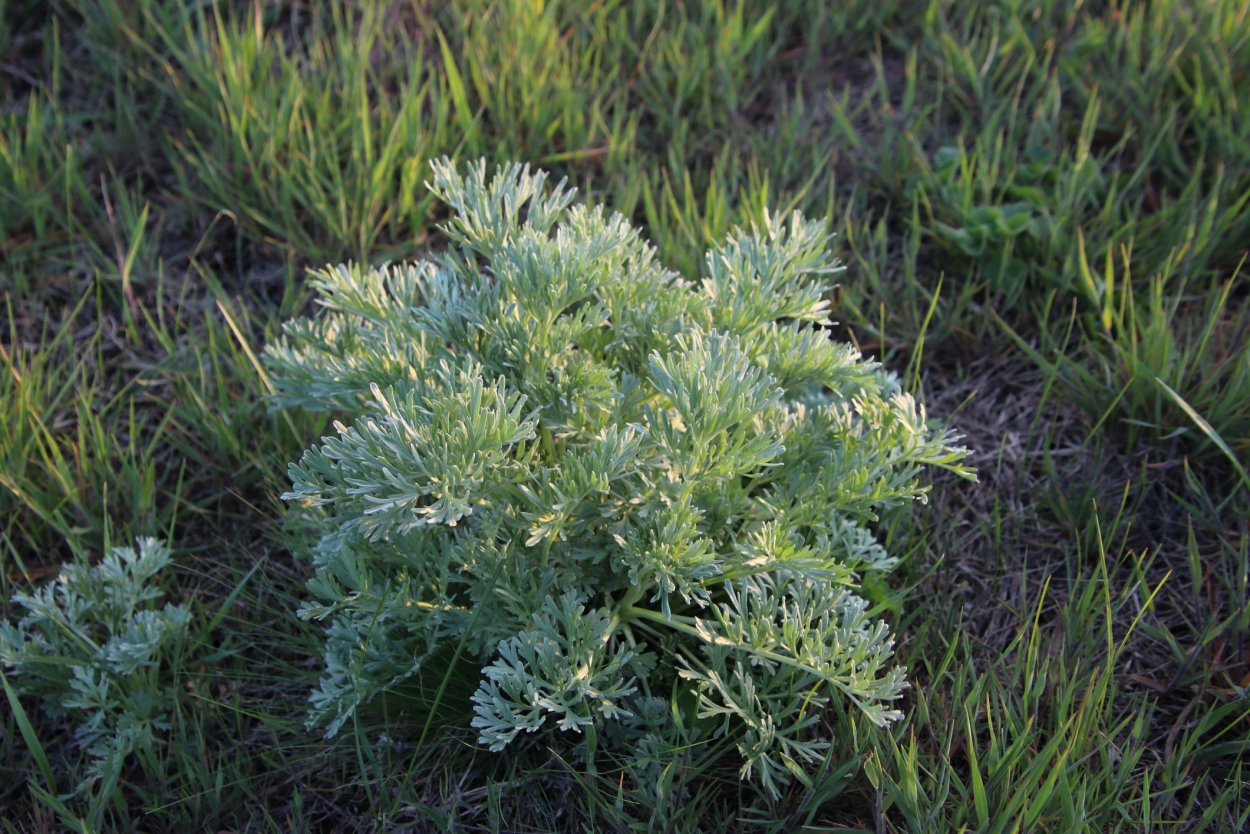Полынь Людовика "Silver Brocade"