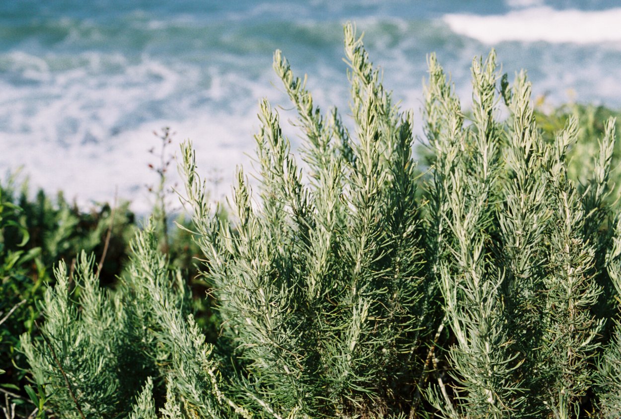 Полынь Артемизия