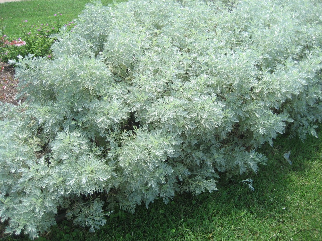 Полынь Селенгинская (Artemisia selengensis)