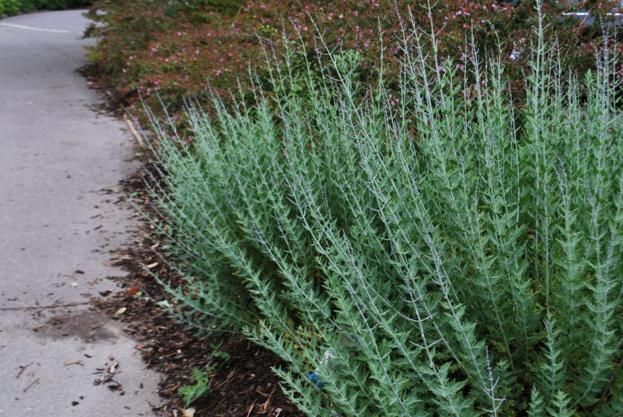 Цинерария серебристая Полынь