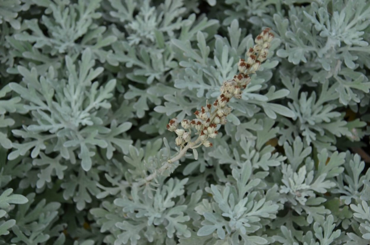 Полынь Крымская (Artemisia Taurica)