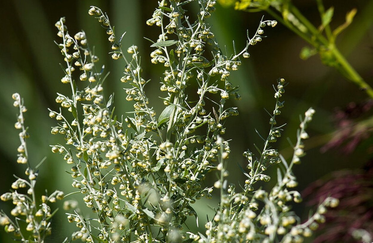 Полынь сантонская