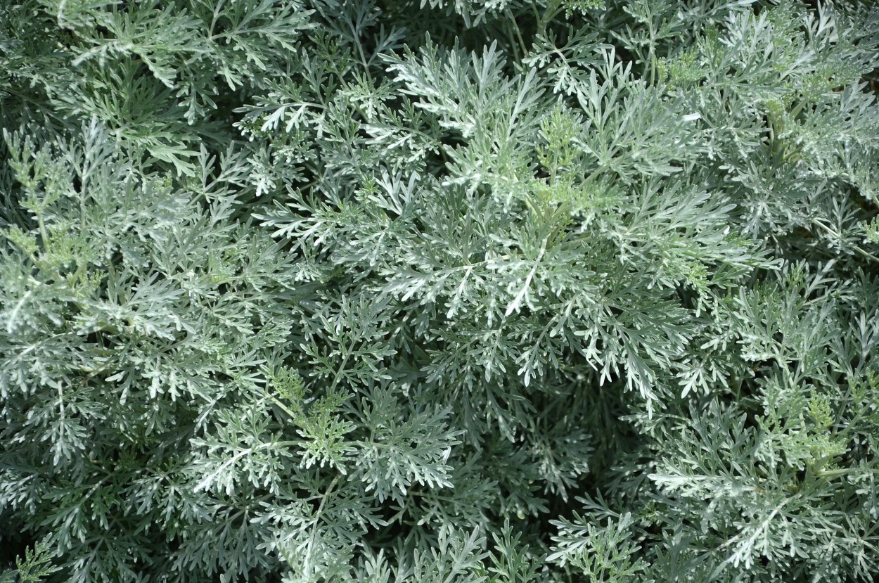 Полынь горькая серебристая