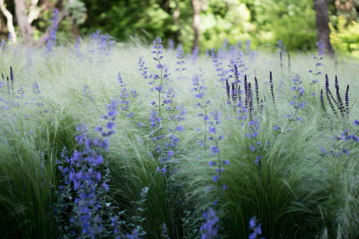 Полынь Сильвер