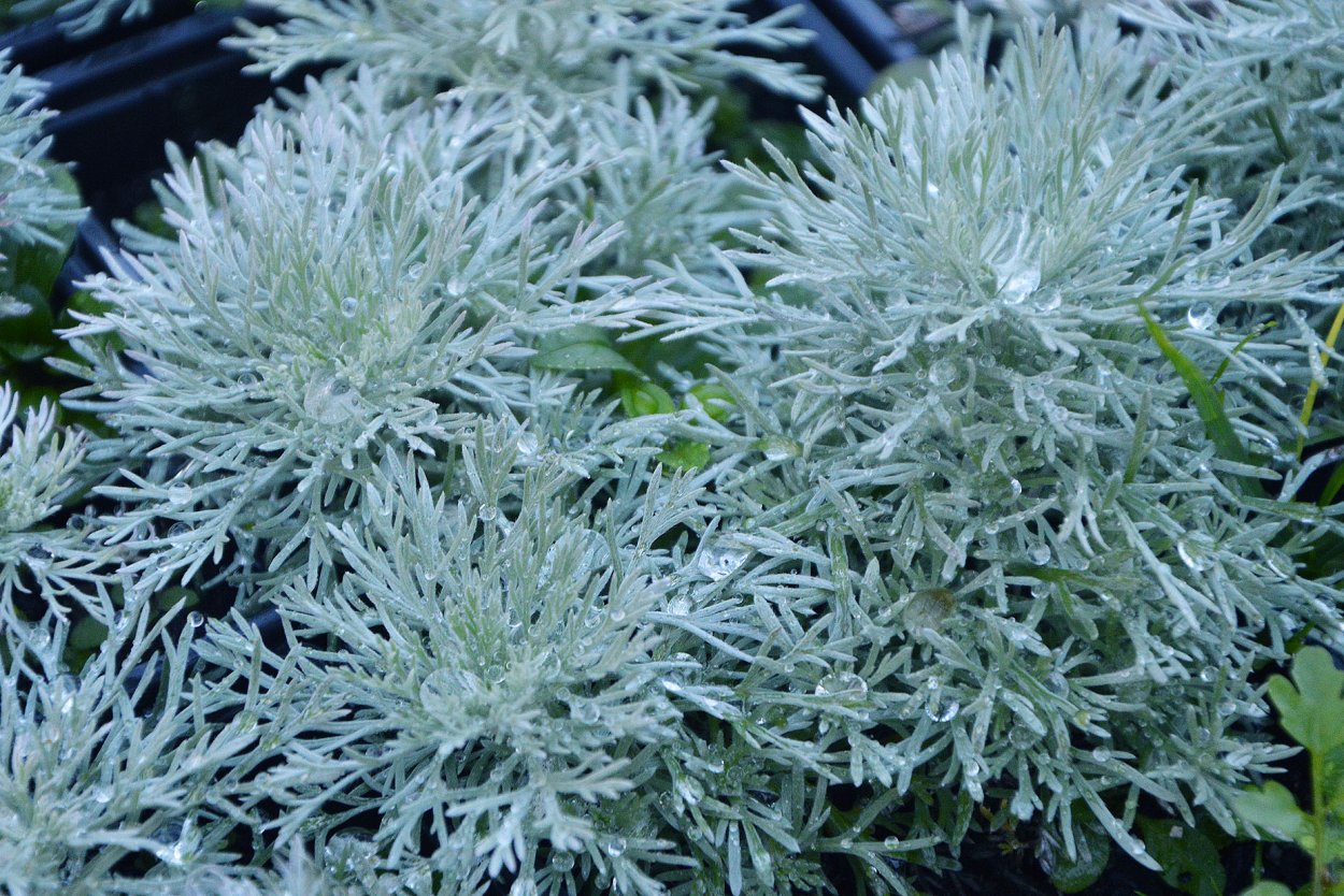 Полынь "Powis Castle" (Artemisia)