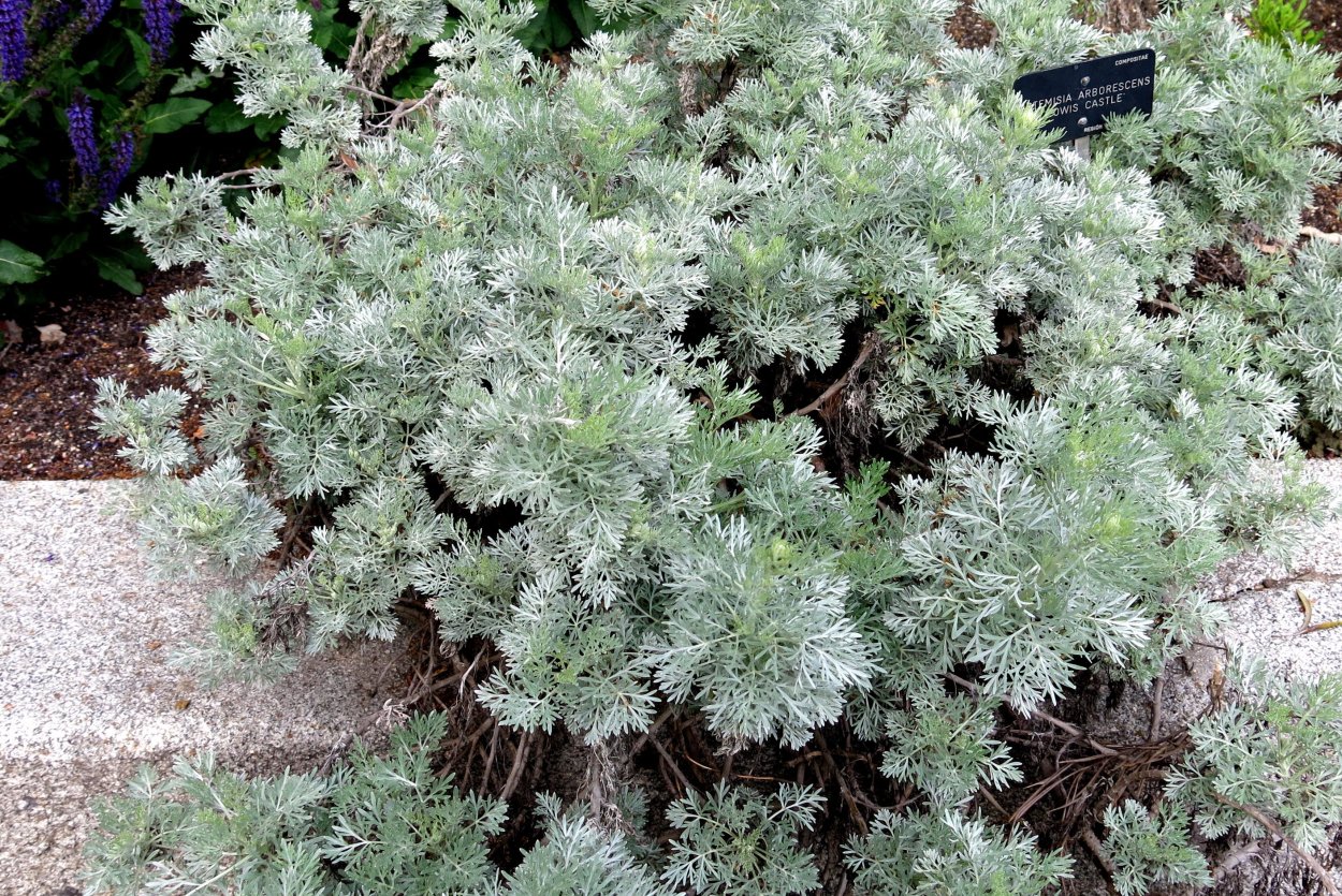 Полынь Artemisia arborescens Powis