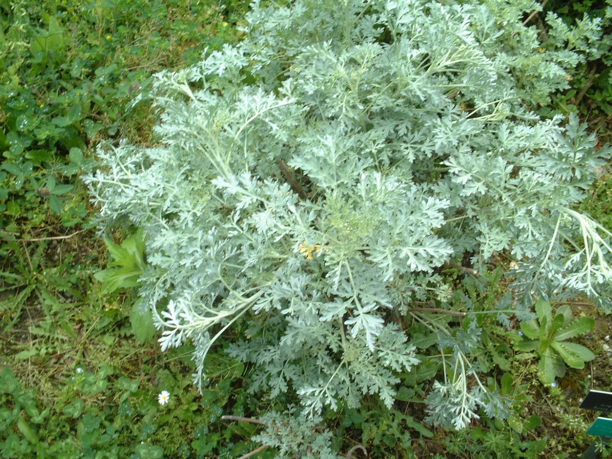 Полынь горькая