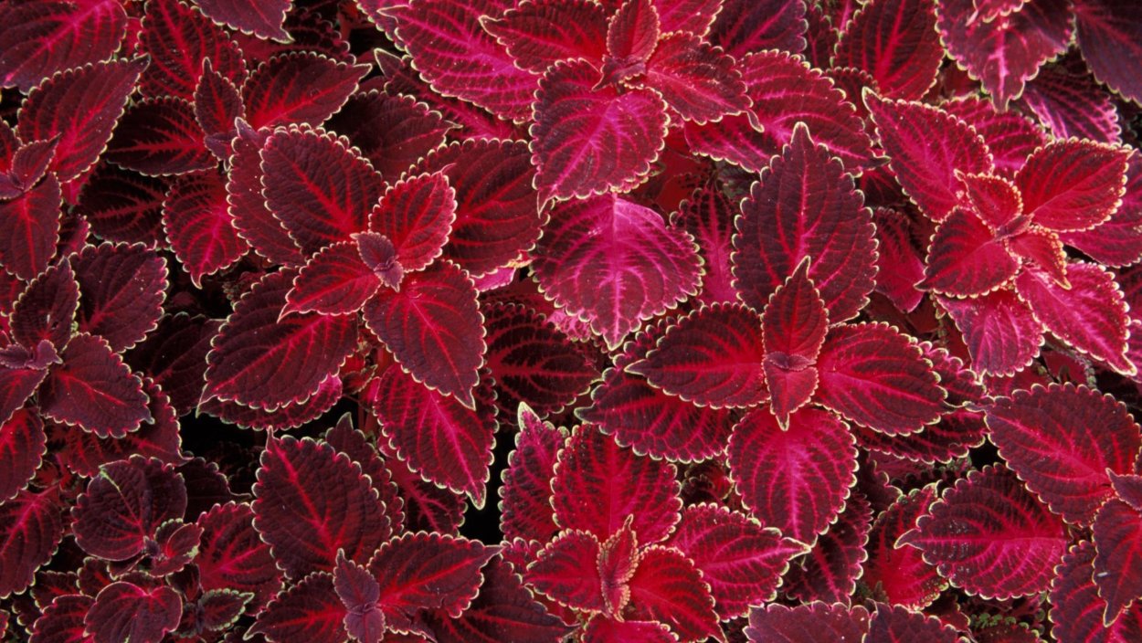 Колеус Ренельта