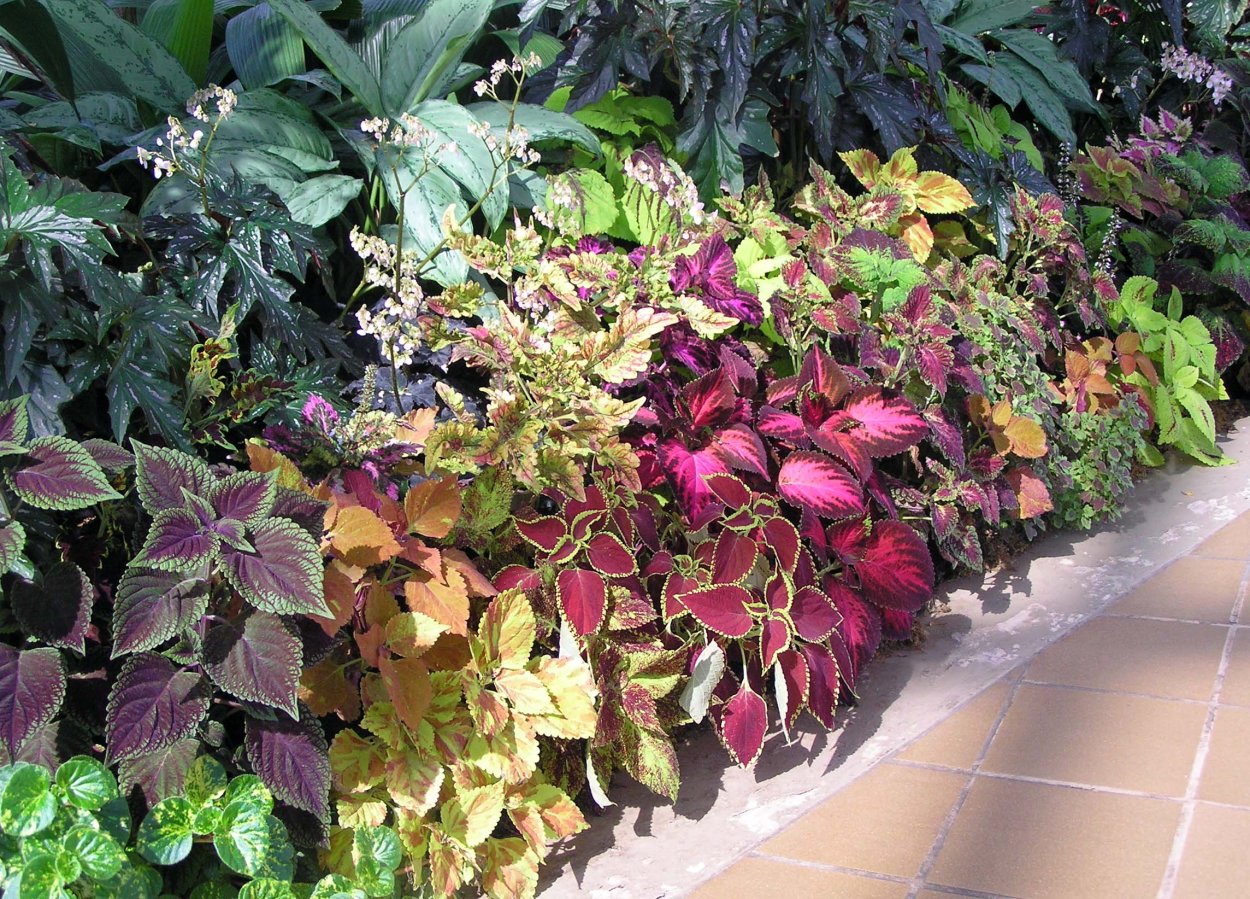 Колеус Cracklin Rosie