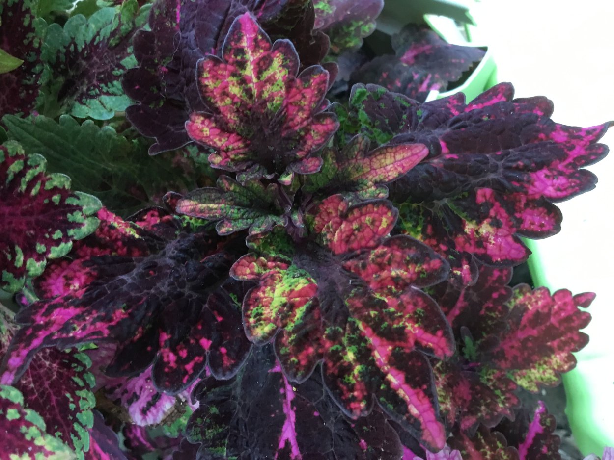 Колеус Black Beauty