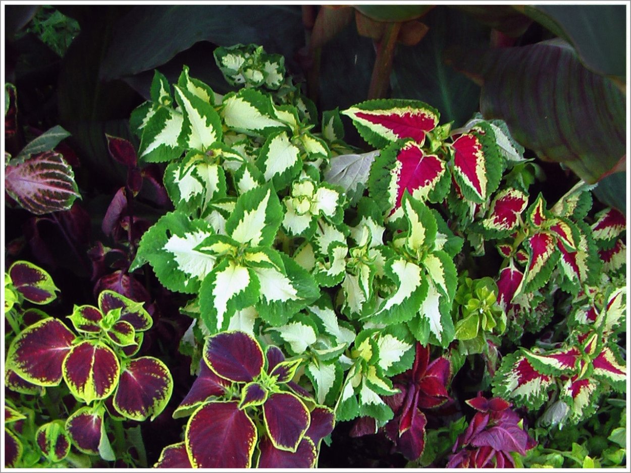 Розовый лист