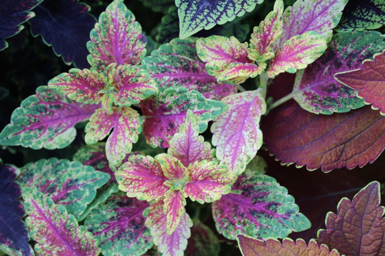 Колеус Stained Glassworks Royalty