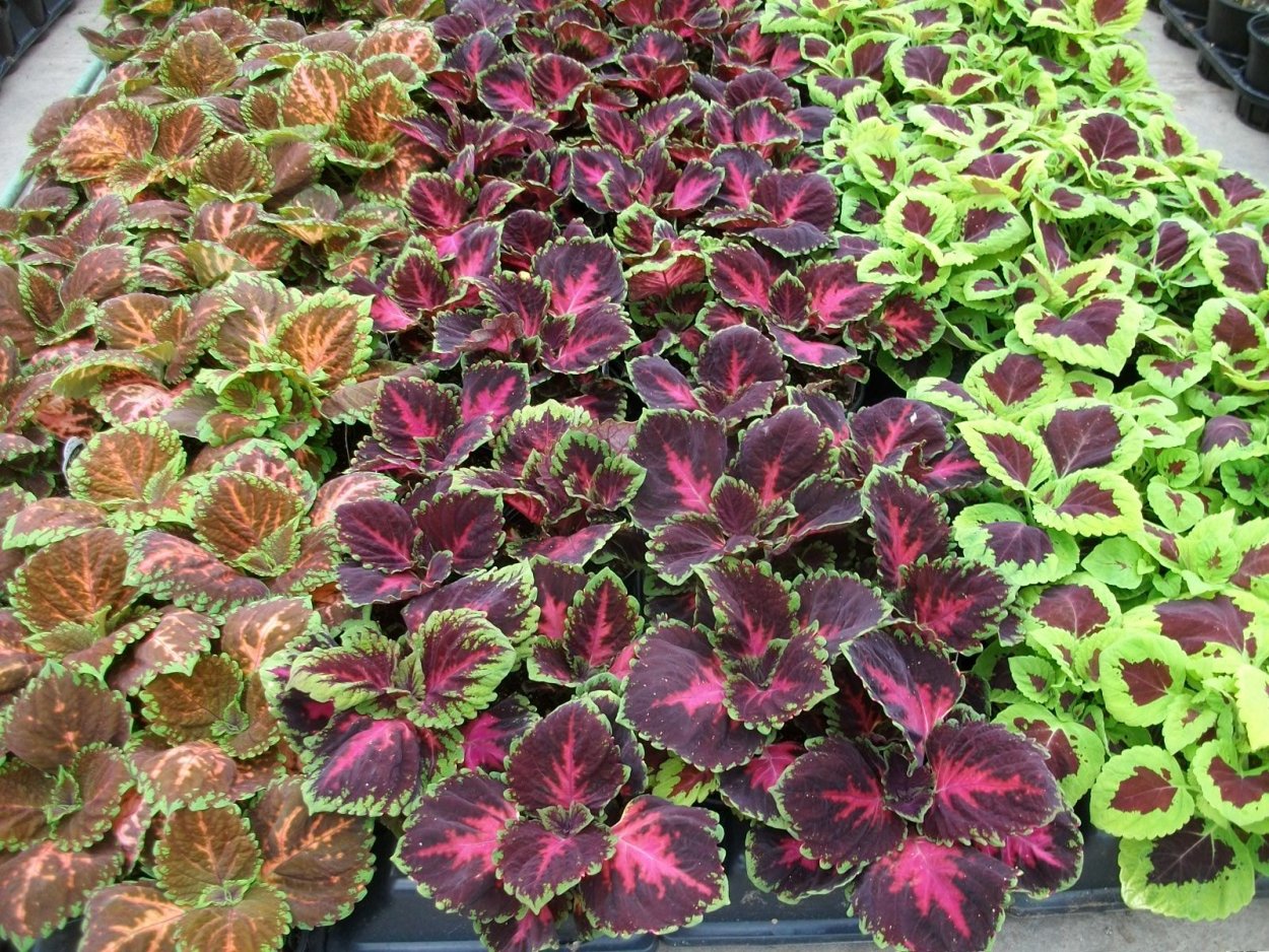 Колеус Алиссон