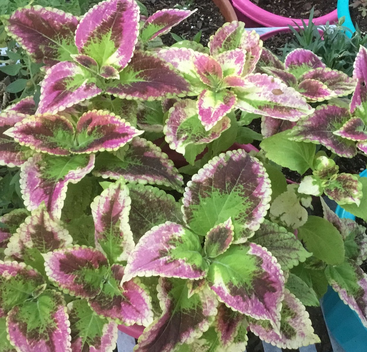 Колеус Кинг Конг