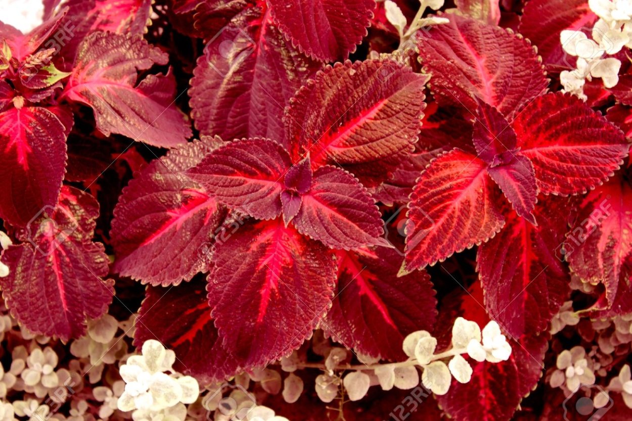 Колеус Блюме шоколад и мята