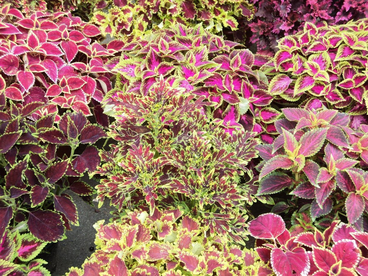 Колеус Struning