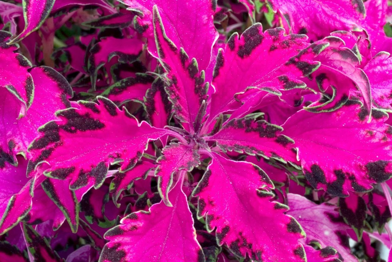 Колеус Пумила Coleus pumila