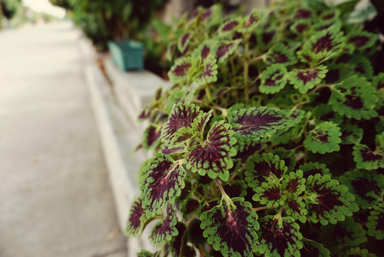 Колеус Блюме вечерняя Заря