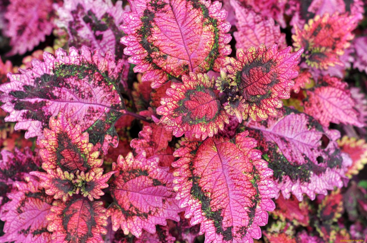 Колеус Блюме золотой