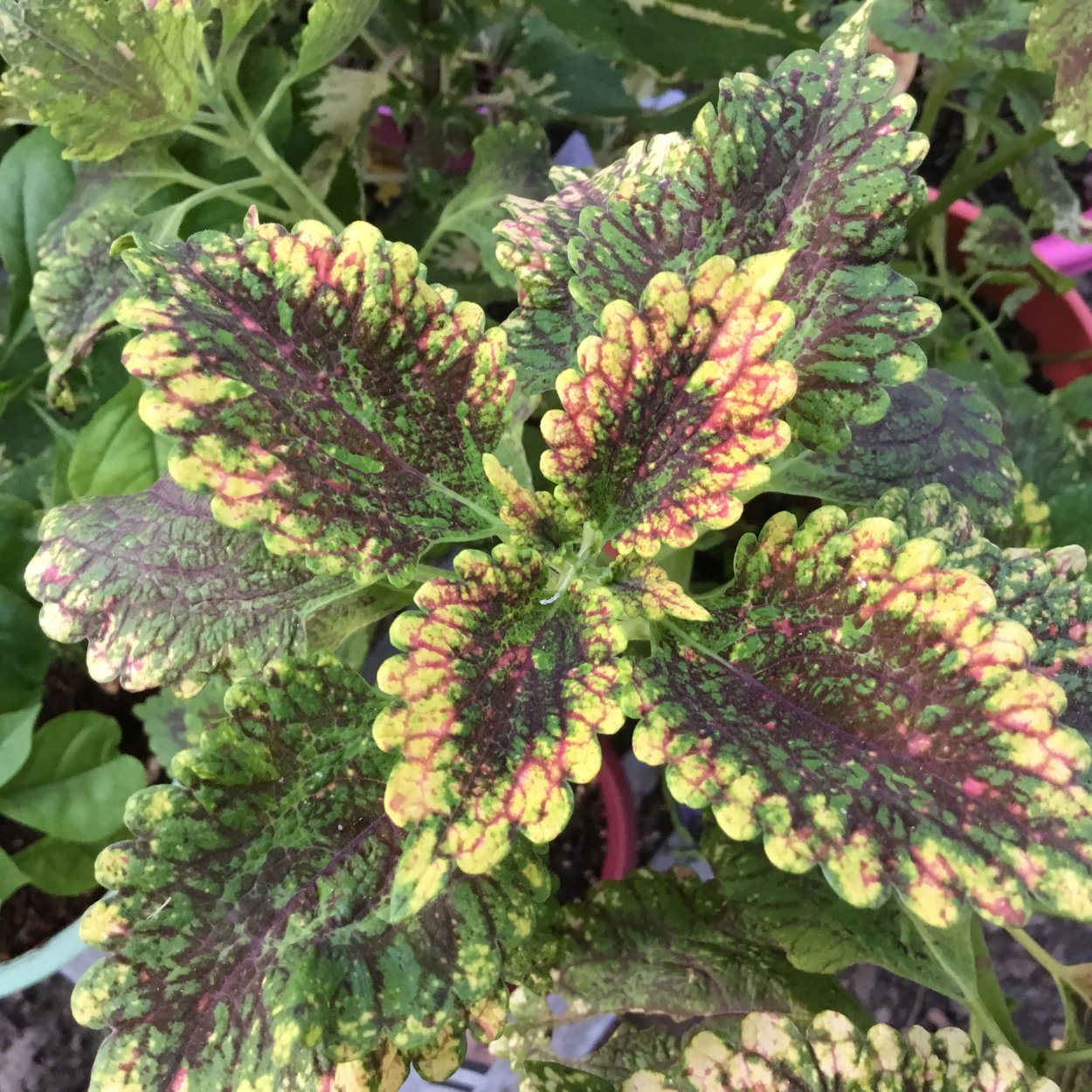 Хоста Red Hostas