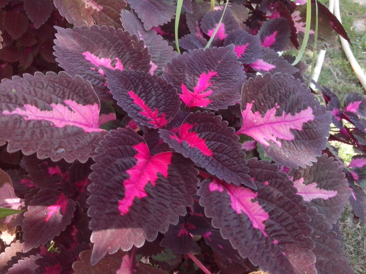 Колеус Winsome