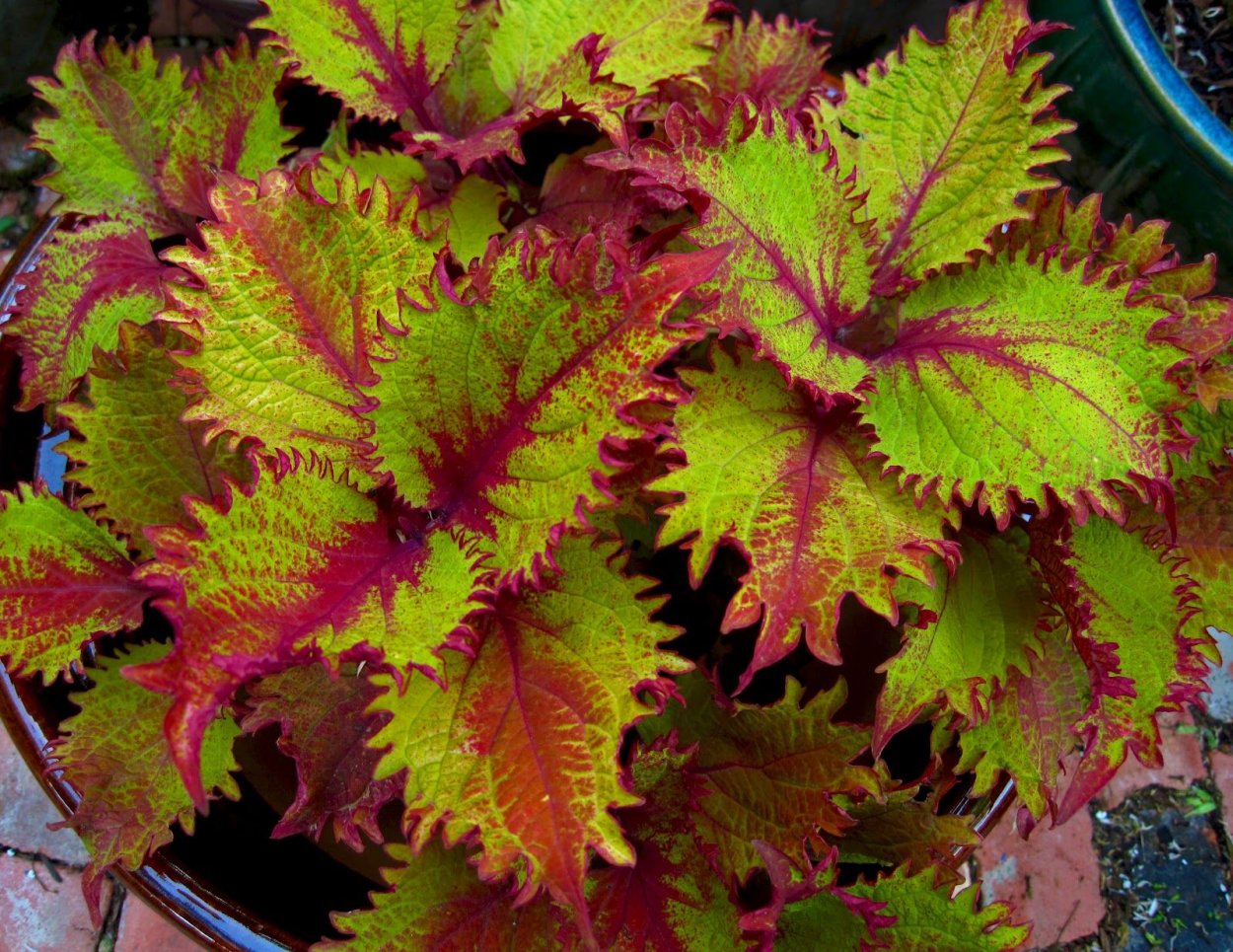 Колеус синий голубой