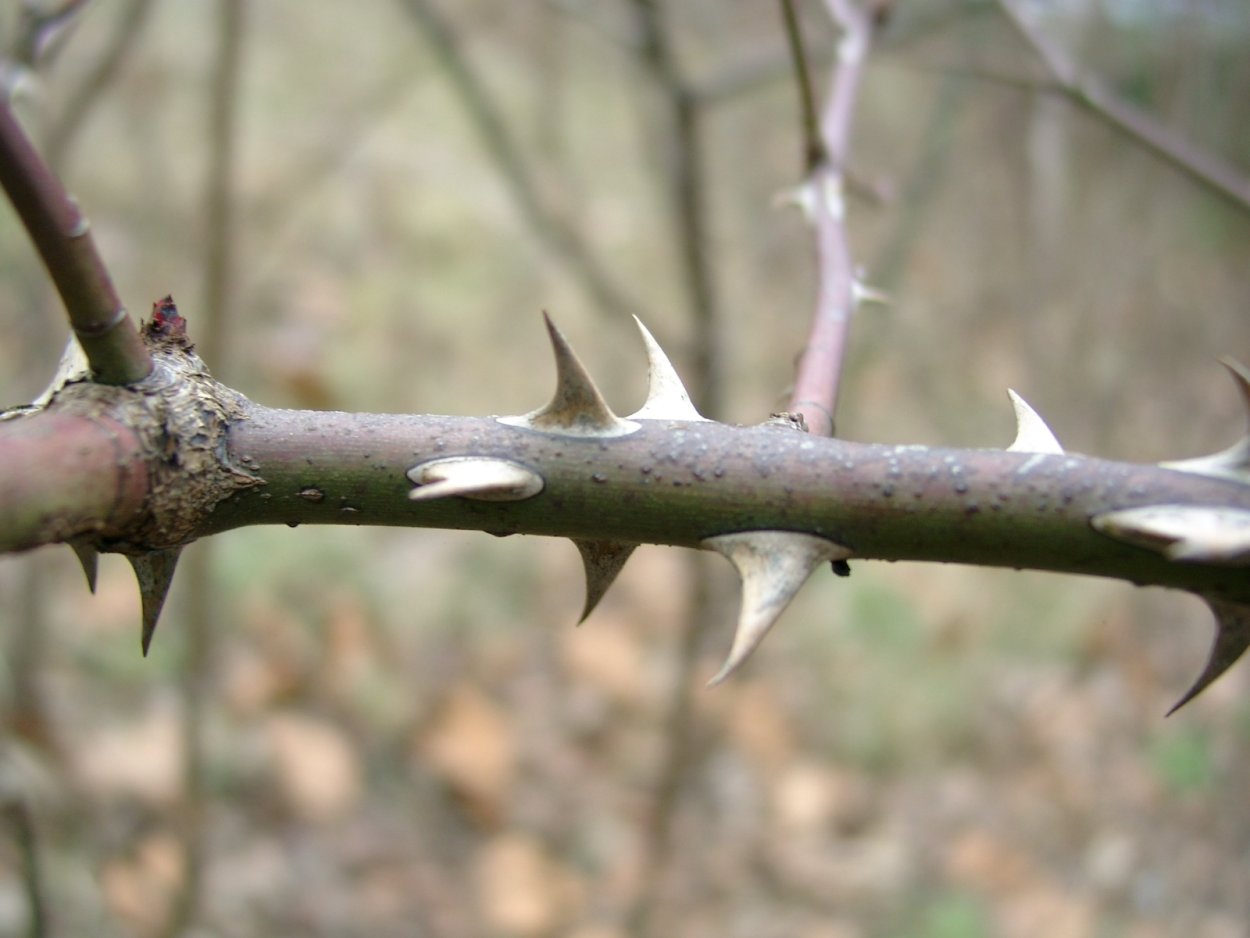 Терновник колючий куст