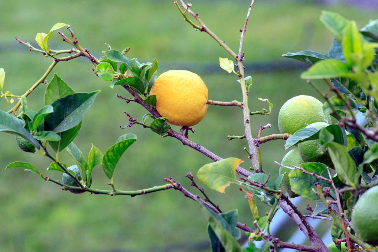 Лимонное дерево с колючками