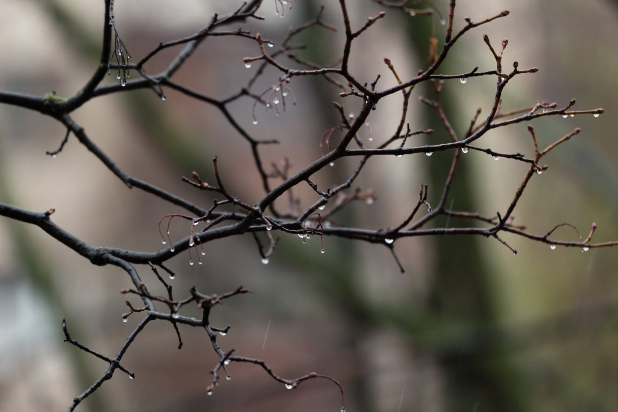 Красивые ветки деревьев