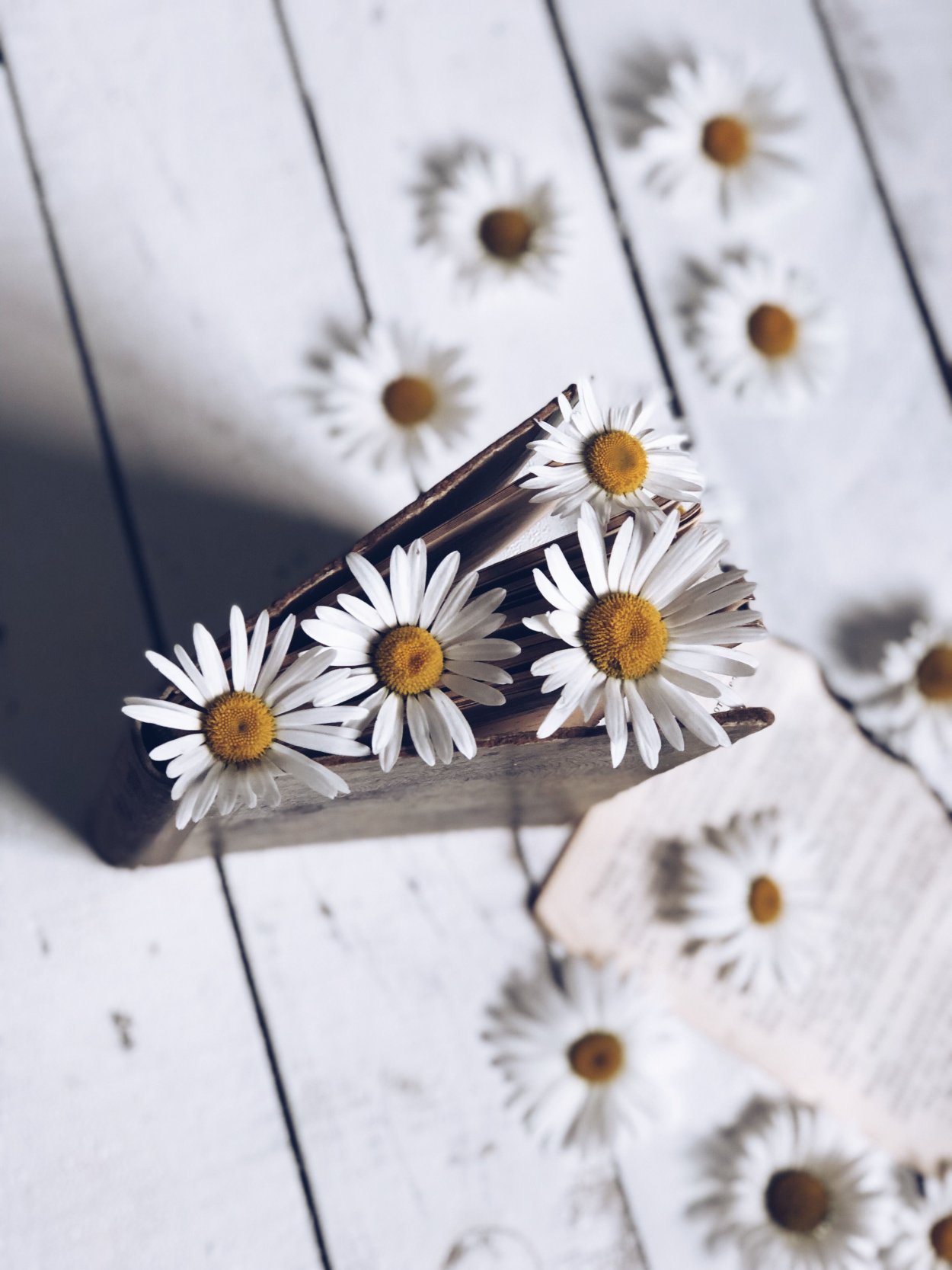 Ромашки Эстетика Минимализм