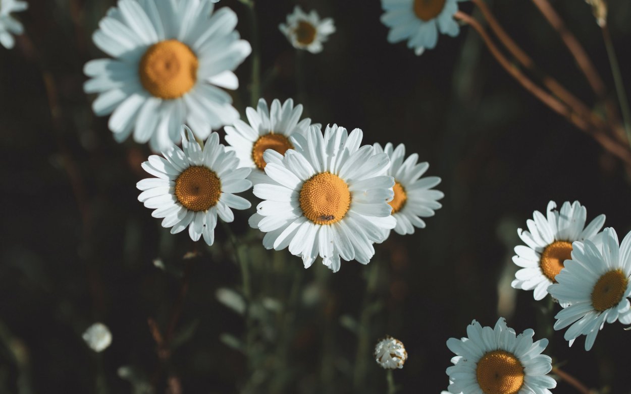 Ромашки Эстетика