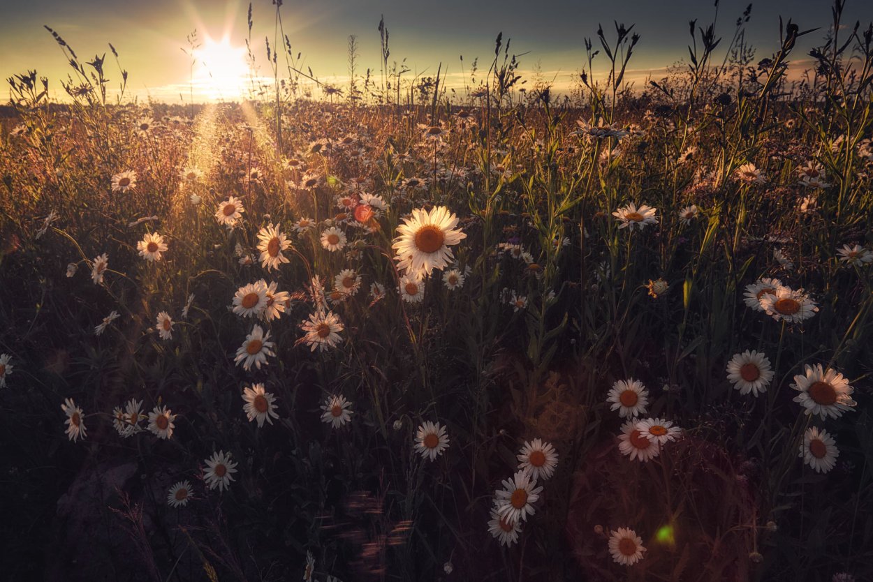 Поле цветов Эстетика