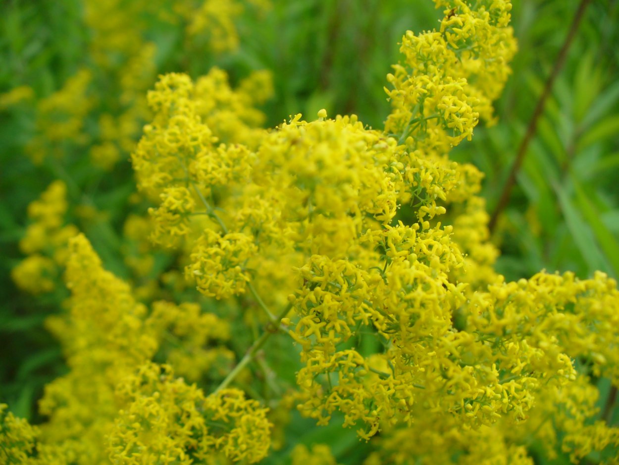 Донник и подмаренник