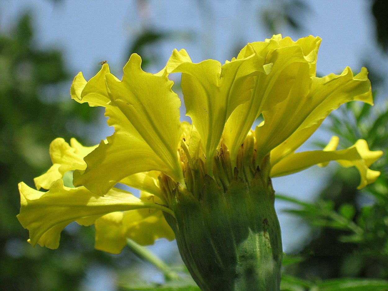 Василиск желтый цветок