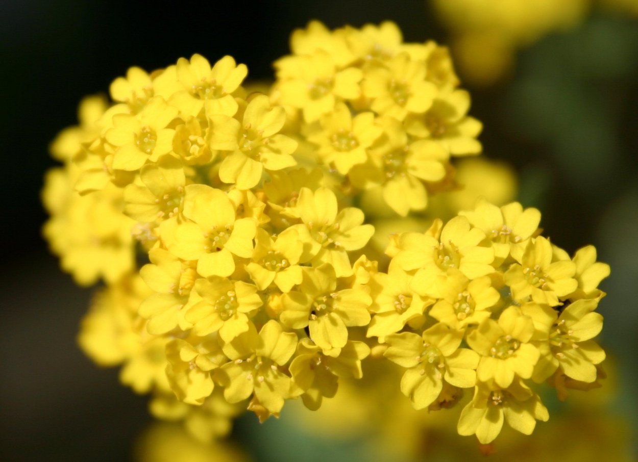 Алиссум скальный (Alyssum saxatile) "Golden Fall"