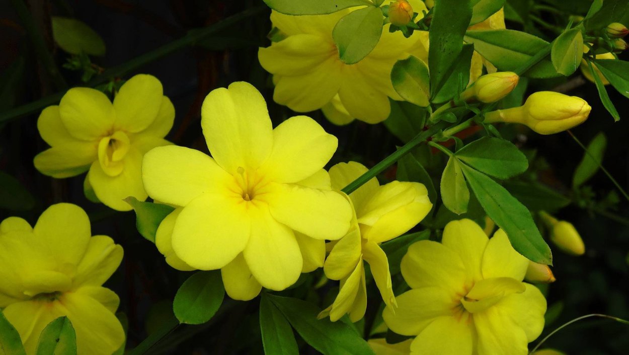 Жасмин желтый кустарниковый