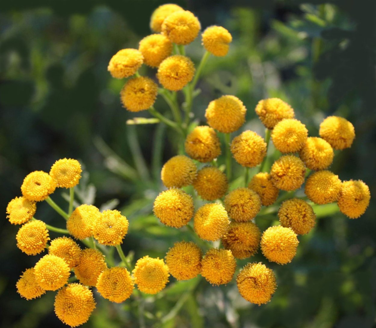 Пижма обыкновенная, Дикая Рябинка