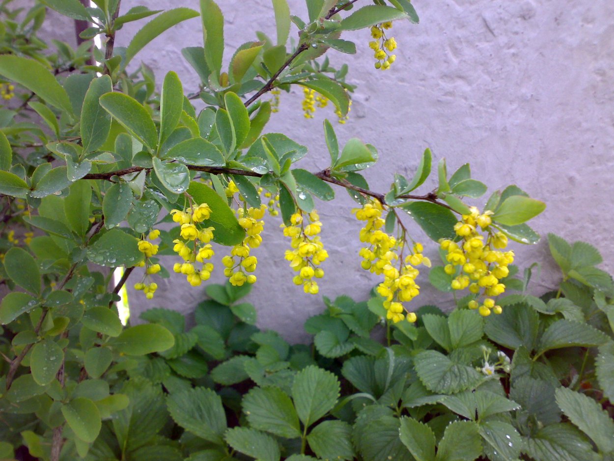 Барбарис цветет желтыми