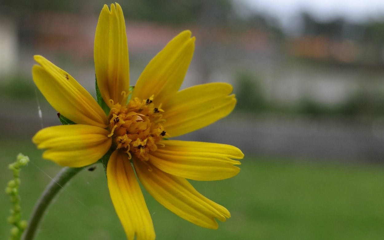 Необычные желтые цветочки