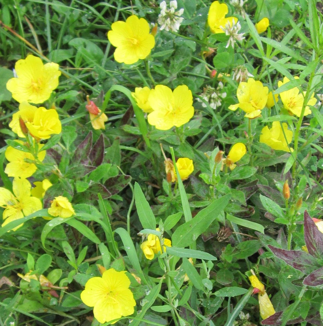 Энотера желтая