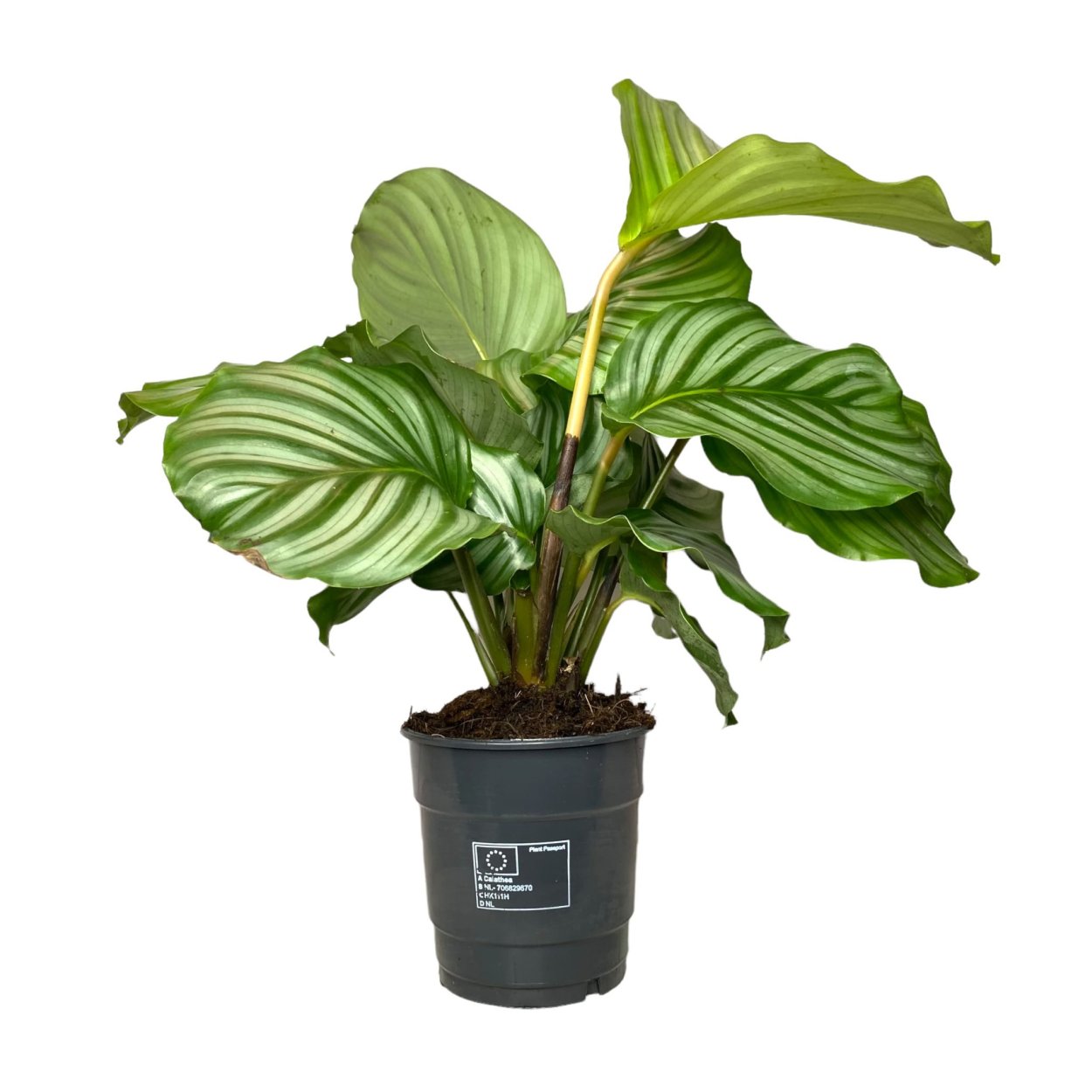 Calathea орбифолия